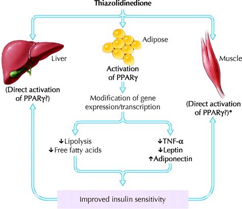 Oral Antihyperglycemic Therapy For Type 2 Diabetes Mellitus Cmaj