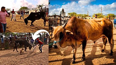 FEIRA DE GADO EM CARUARU PE TERÇA FEIRA 27 09 2022 YouTube