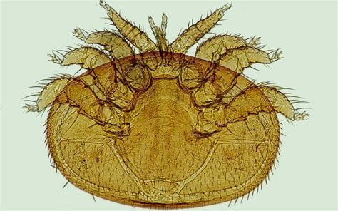 Acariens Dans L Habitat Comment Les Identifier Les Pr Venir Et S En