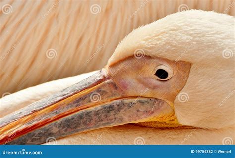 Pink-backed pelican stock photo. Image of decorative - 99754382