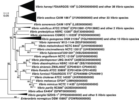 Phylogenomic Tree Showing The Relationship Between Zwal T And