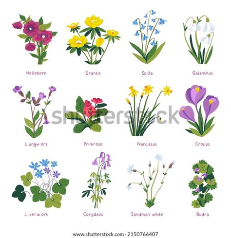 Corydalis Over 111 Royalty Free Licensable Stock Vectors Vector Art