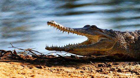 Australian 60 Fights Off Crocodile With Pocket Knife And Drives