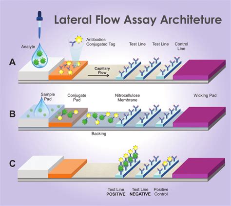 Lateral Flow Assay Architecture Samples Containing The Analyte Flow