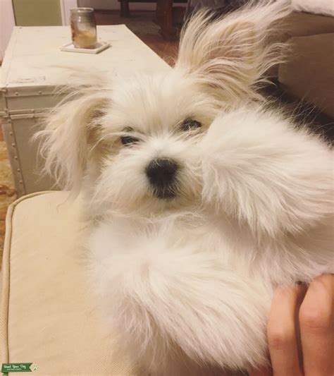 7 Month Pomeranian Shih Tzu Mix Stud Dog In South The United