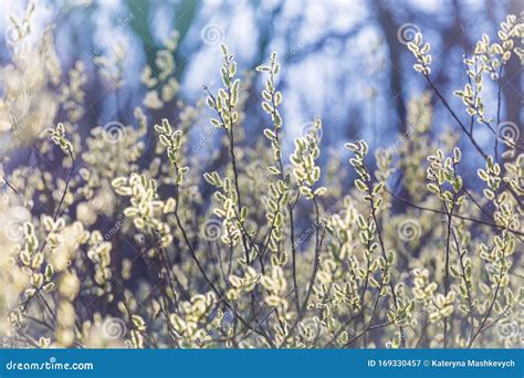 Pussy Willow Branches With Catkins Spring Background Traditional Decoration For Palm Sunday In