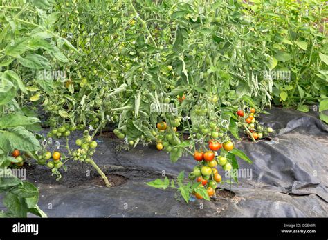 Trellised Tomatoes Growing In Tunnel Plastic Sheeting Stock Photo Alamy