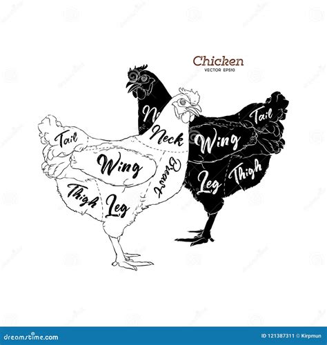 Chicken Cuts Diagram Vector Illustration | CartoonDealer.com #55150704