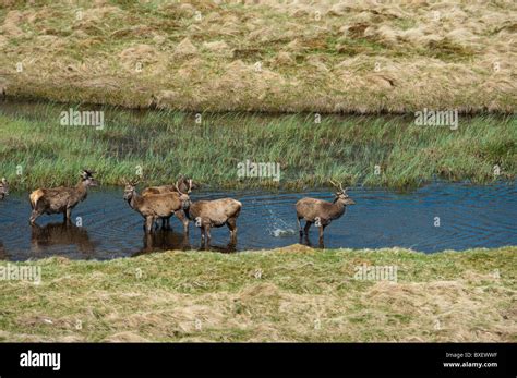 Hirsch herde Fotos und Bildmaterial in hoher Auflösung Alamy