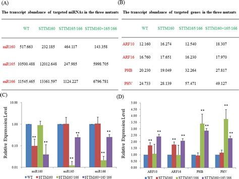 Mirna Target Expression Patterns Between Single And Double Mutants A