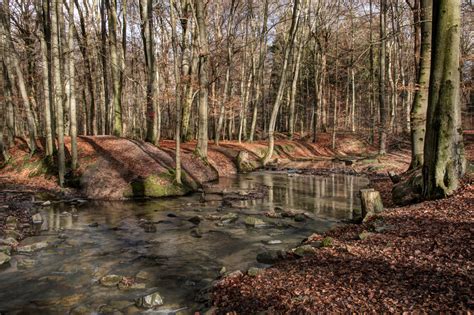 Free Images Tree Water Forest Swamp Wilderness Cold Winter