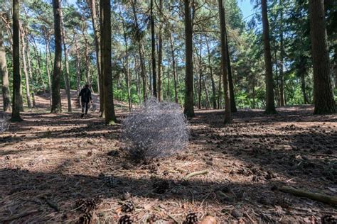 Summer Expo Pfeifen Im Wald C Takt