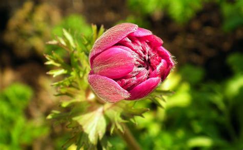 Anemone Flower Pink Free Photo On Pixabay Pixabay