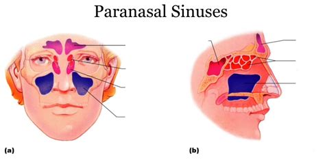 Paranasal Sinuses Diagram Quizlet