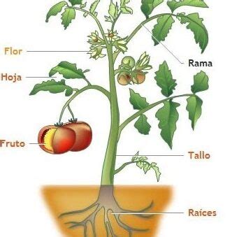 Las Partes De Una Hoja Conoce Su Estructura Y Funciones En Las Plantas