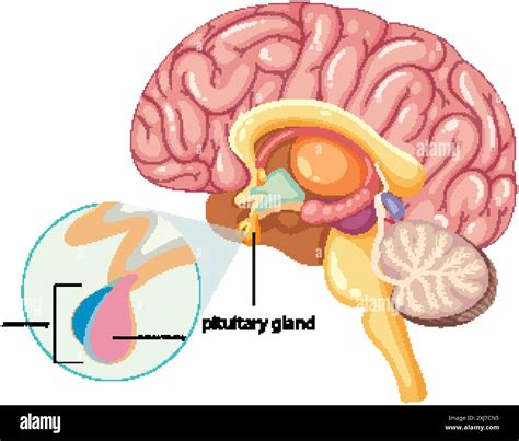 Detailed Illustration Of The Pituitary Gland In The Brain Stock Vector