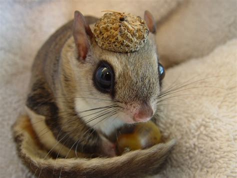 Baby flying squirrel : r/aww