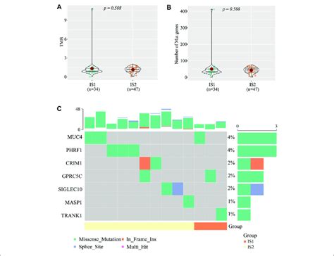 The Tumor Mutational Burden Tmb Between The Two Immune Subtypes A Download Scientific