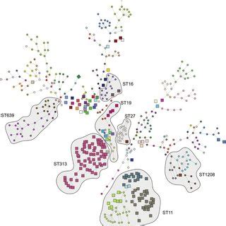 Minimum Spanning Tree Based On Salmonella Core Genome Multi Locus