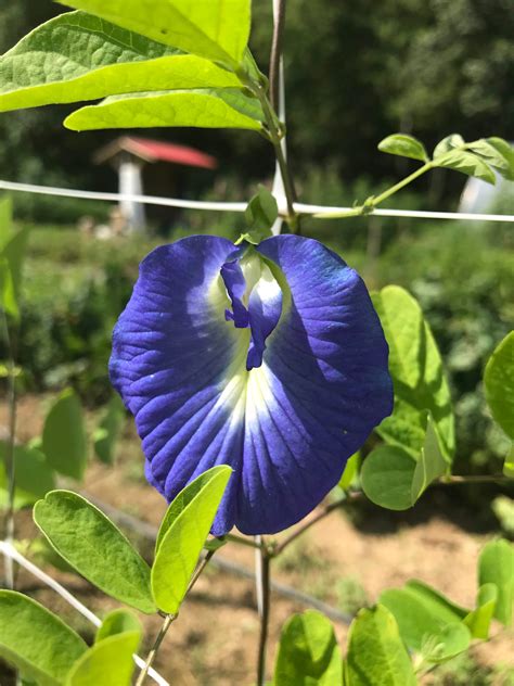 Butterfly Pea Seeds – Hudson Valley Seed Company