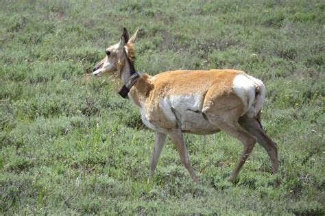 Pronghorn Tracking Montana Fwp