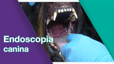 Endoscopia em cães entenda o procedimento YouTube