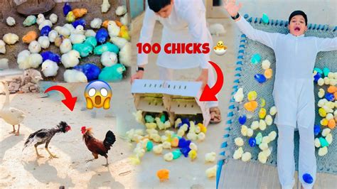 100 Colourfully Chicks Servival 🐥 ️chicks Care Colour Chicks 🐣