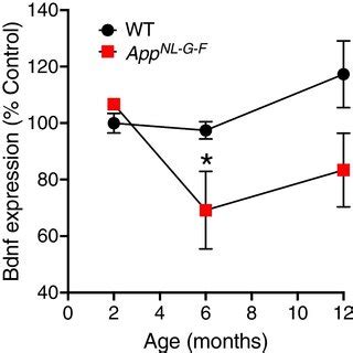 BDNF Gene Expression Is Downregulated In AppNLGF Mice Hippocampal