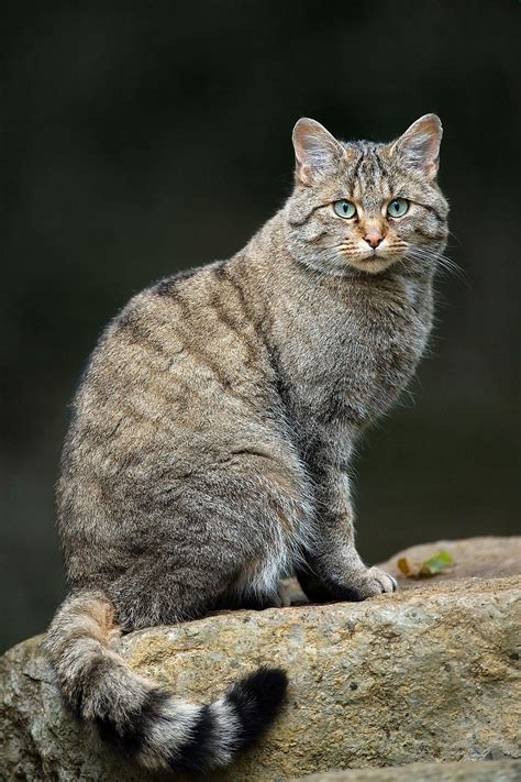 Spotted A Wildcat In North Eastern Alabama R Alabama