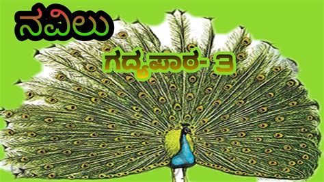 NAVILU CLASS 5 TILI KANNADA LESSON EXPLANATION YouTube