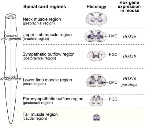 Hox Gene Expression Defines Major Regions In The Developing Spinal