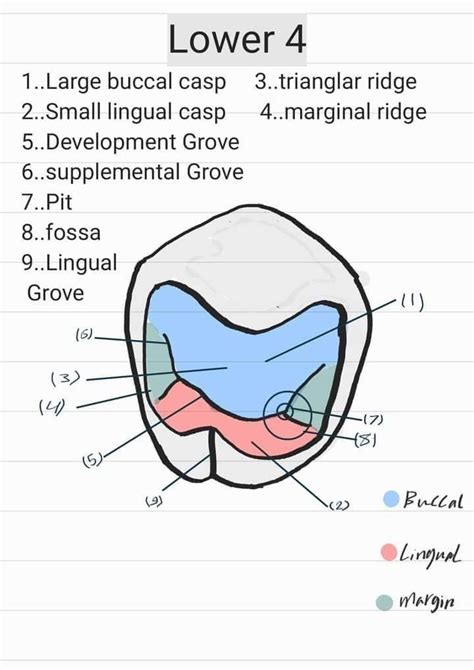 Landmarks On Tooth Surfaces Part2 Ridges Dental Terminology Tooth