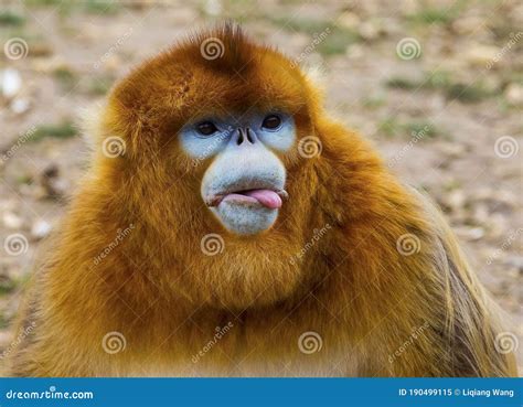 Golden snub-nosed monkey stock image. Image of nosed - 190499115