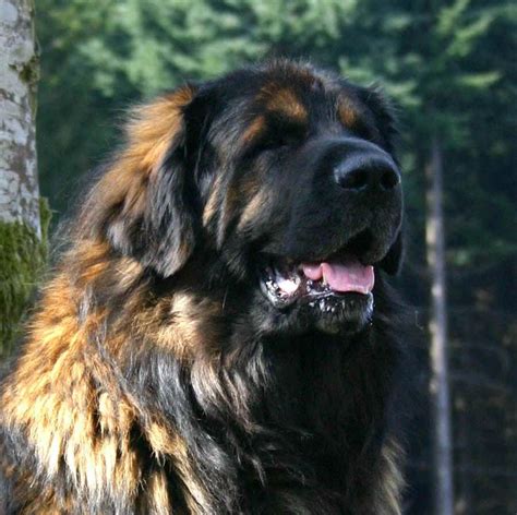 Pin by VDubz87 on Adorable Animals | Leonberger dog, Dog breeds ...