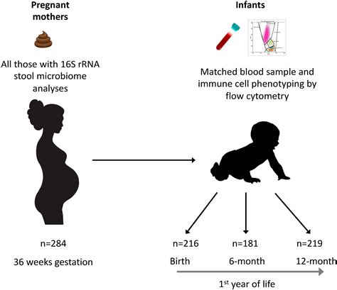 Frontiers Maternal Gut Microbiota During Pregnancy And The Composition Of Immune Cells In Infancy