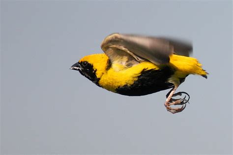 Yellow Crowned Bishop In Flight Birdforum