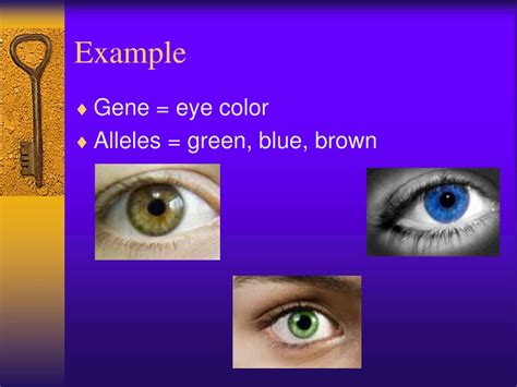 What Are Dominant And Recessive Alleles Facts Yourgenomeorg Why Eyes Have Different Colors A