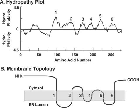 Hydropathy Plot And Predicted Membrane Topology Of Human Insig 1 A