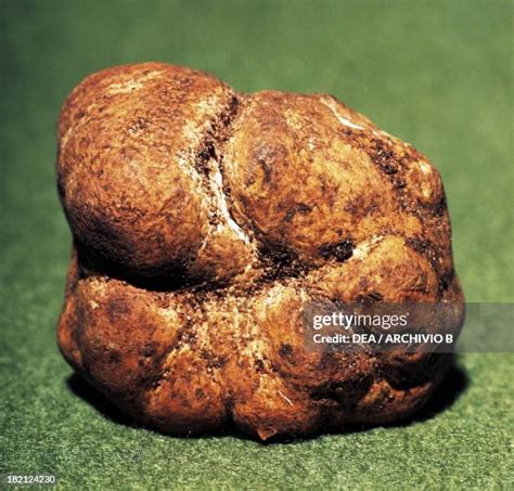 White Truffle Mushroom Photos and Premium High Res Pictures - Getty Images