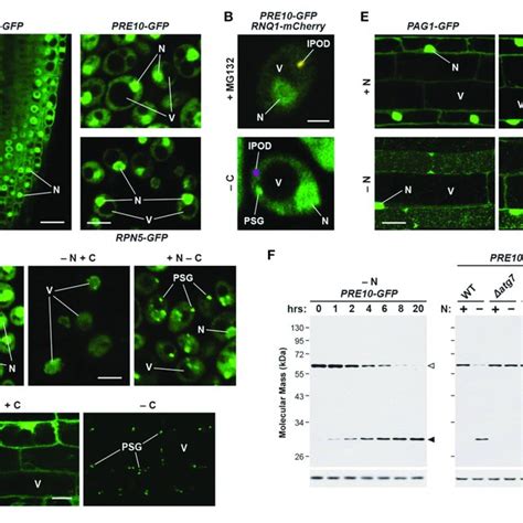 | Transcriptional Regulation of Proteasome Subunit Genes. (A ... 