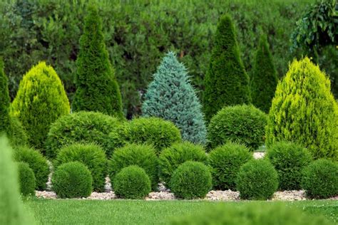 How Far Apart To Plant Arborvitae [by Type]