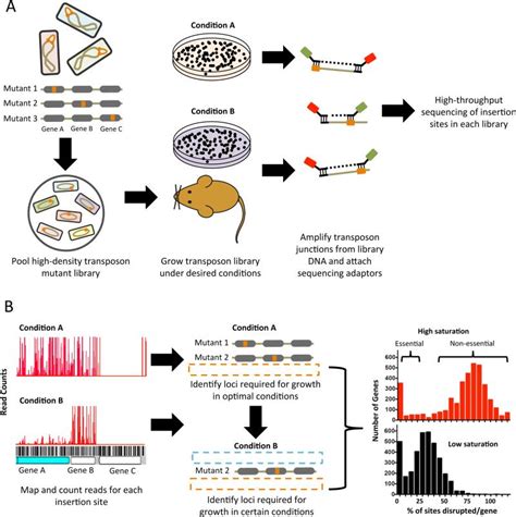 The Design And Analysis Of Transposon Insertion Sequencing Experiments