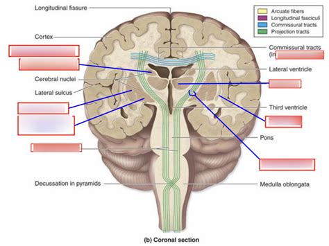 Coronal Section Diagram Quizlet