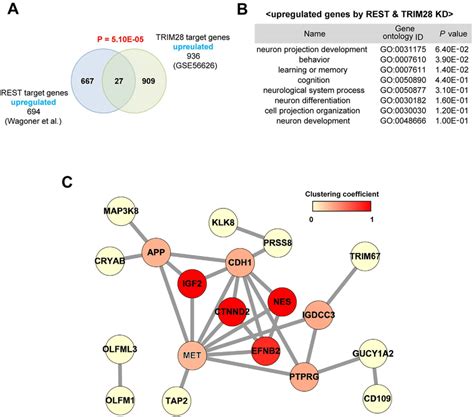 Co Regulated Genes By REST And TRIM28 A The Overlap Between