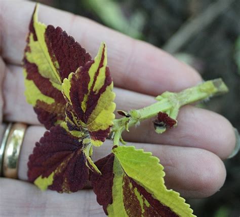 Easy Steps To Grow Coleus From Stem Cuttings Hubpages