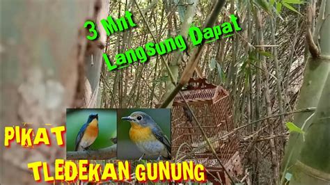 Pikat Teledekan Gunung Di Hutan Bambu Youtube