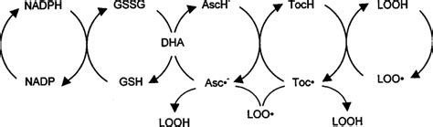 Antioxidant Activity Of Ascorbic Acid In Neutralizing Aqueous Download Scientific Diagram