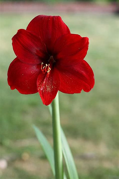 Details Imagen Flor Amarilis Roja Abzlocal Mx