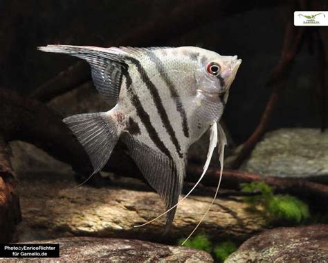 X Skalar Mix Pterophyllum Scalare Dnz Garnelen Onlineshop