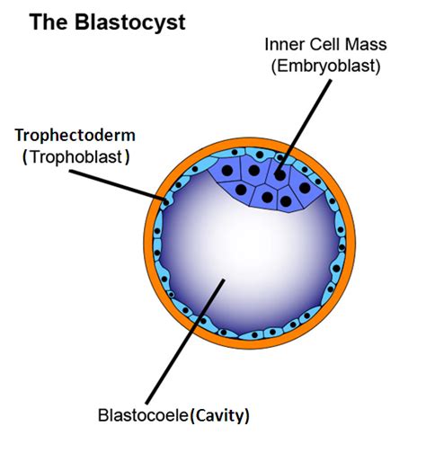 Blastocyst Development